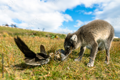 A baby Arctic Fox displaying hunting behaviour in the north of Iceland