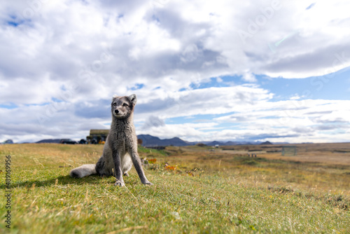 A baby Arctic Fox displaying hunting behaviour in the north of Iceland