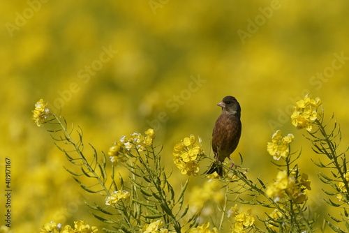 oriental greenfinch on the flower