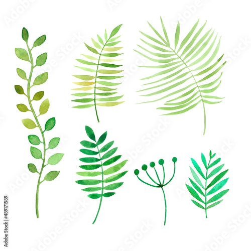 Collection green watercolor herbs  leaves. Watercolour botanical elements isolated on white background. 