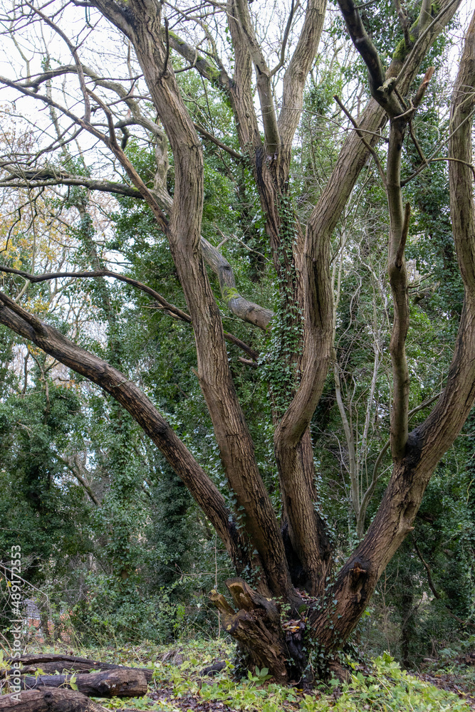 Gnarly Old Tree in the Woods