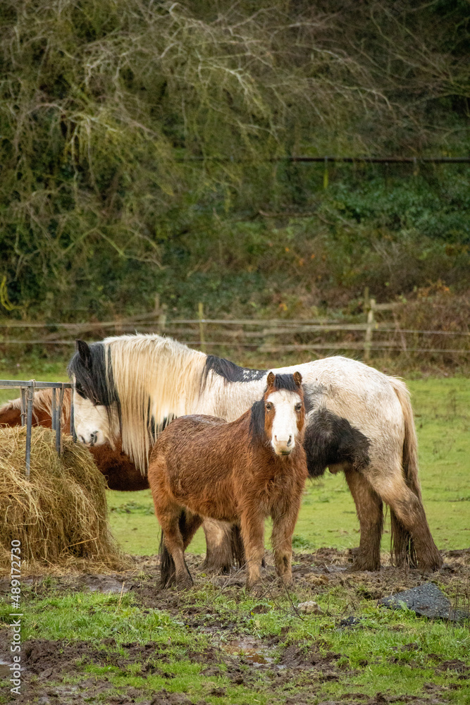 Brown and White Pony