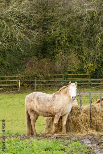White Horse © Mike
