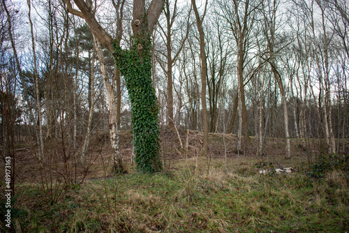 Fototapeta Naklejka Na Ścianę i Meble -  Drzewo porośnięte bluszczem