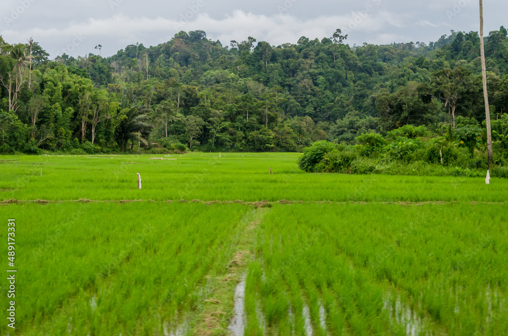 Views in detail of the megalith or Megalitik Palindo, Tadulako, Pokekea, Sleeping, Sepe located in Poso Regency, also rice fields and markets. Sulawesi. Indonesia.

