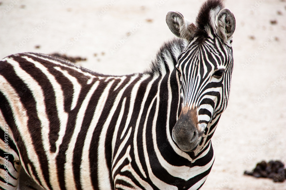 Fototapeta premium Zebra