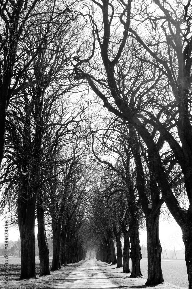 Fototapeta premium Allee im Herbstnebel
