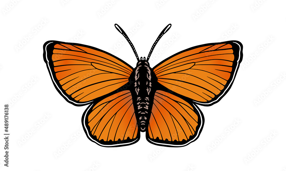 Fototapeta premium scarce_copper_dark_background