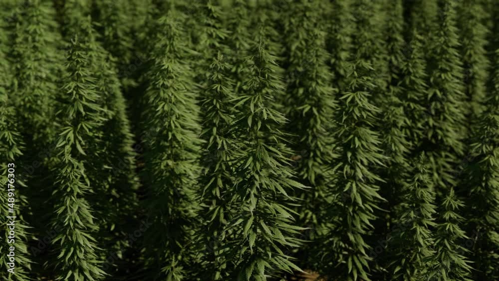 green canabis on marihuana field farm green canabis on marihuana field farm