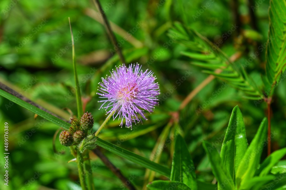 mimosa pudica mimosa pudica