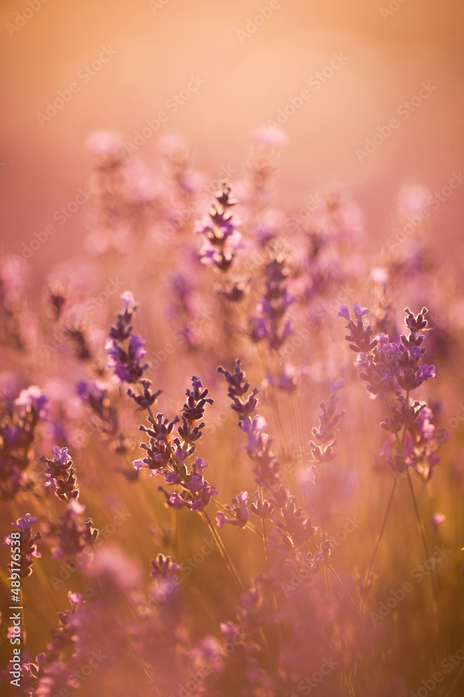 Beautiful image of lavender fields. Summer sunset landscape Beautiful image of lavender fields. Summer sunset landscape