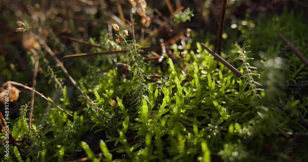 Slow slider backwards shot of undergrowth in forest. Close up Slow slider backwards shot of undergrowth in forest. Close up