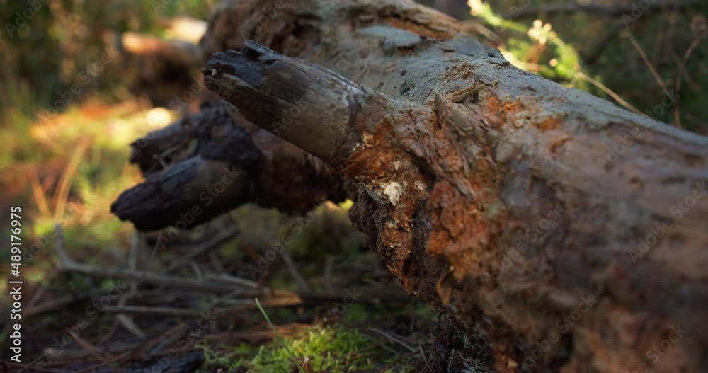 Slow slider forward of fallen log in forest on sunny day. Close up Slow slider forward of fallen log in forest on sunny day. Close up