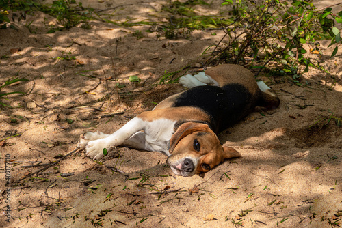 parody's dog beagle lies on the sand in summer