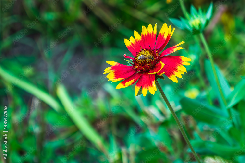 bee on a flower bee on a flower