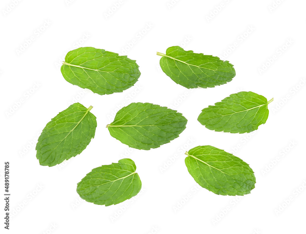 Top view of Mint leaves isolated on white background. Top view of Mint leaves isolated on white background.