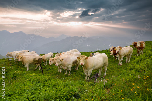 Kühe in Österreich im Nationalpark Hohe Tauern an der Grossglockner Hochalpenstraße