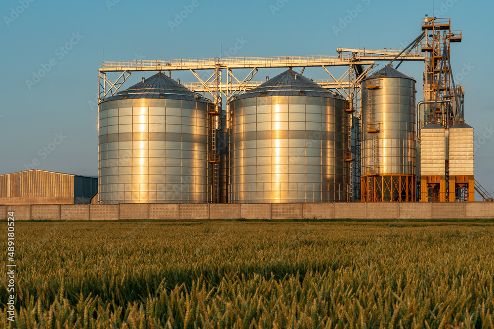 A large modern plant near a wheat field for the storage and processing of grain crops. view of the silver silos illuminated by the light of the setting sun against the blue sky. harvest season A large modern plant near a wheat field for the storage and processing of grain crops. view of the silver silos illuminated by the light of the setting sun against the blue sky. harvest season