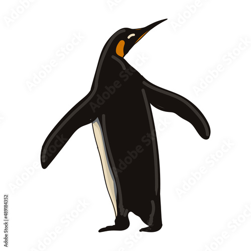 Hand drawn penguin cartoon character illustration Animal.