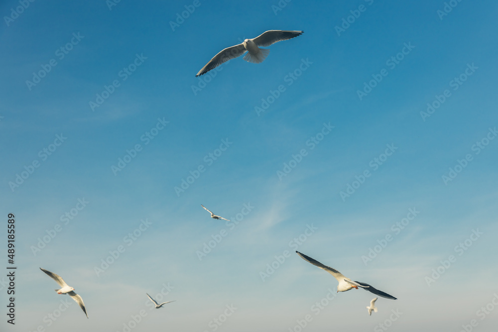 Seagulls flying high in the wind against the blue sky and white clouds, a flock of white birds. Seagulls flying high in the wind against the blue sky and white clouds, a flock of white birds.