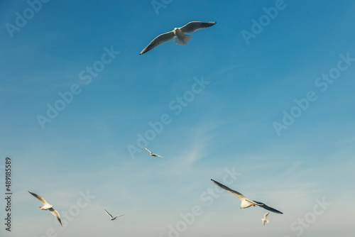 Seagulls flying high in the wind against the blue sky and white clouds, a flock of white birds.