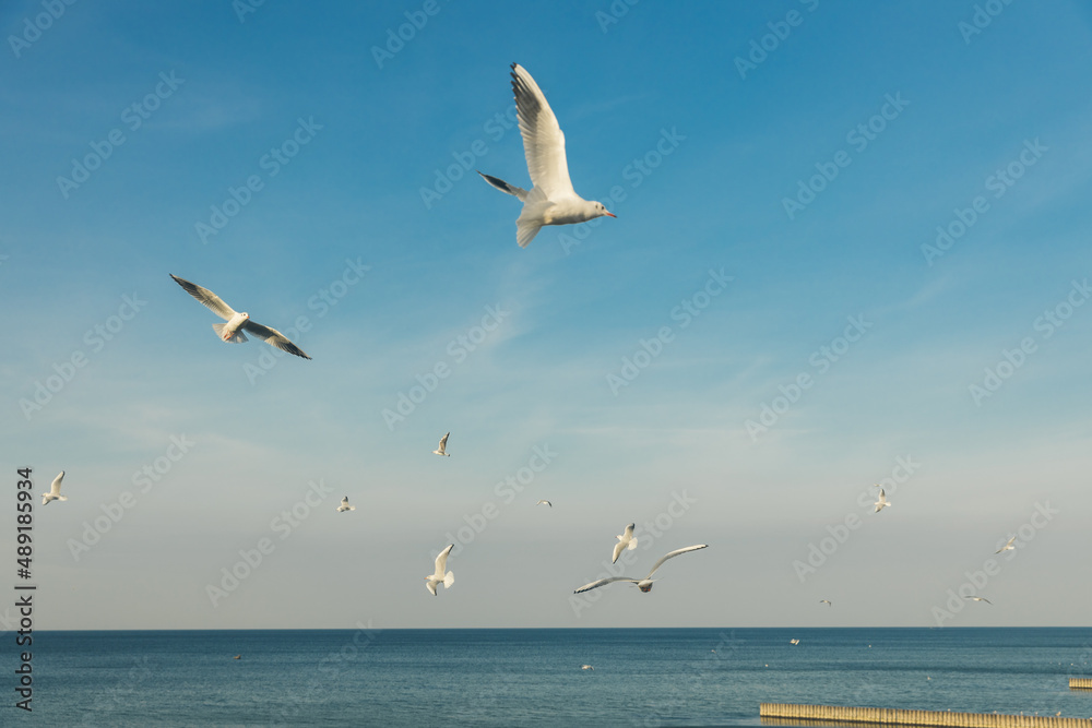 Seagulls flying high in the wind against the blue sky and white clouds, a flock of white birds.