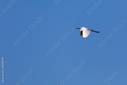 View of little egret flying