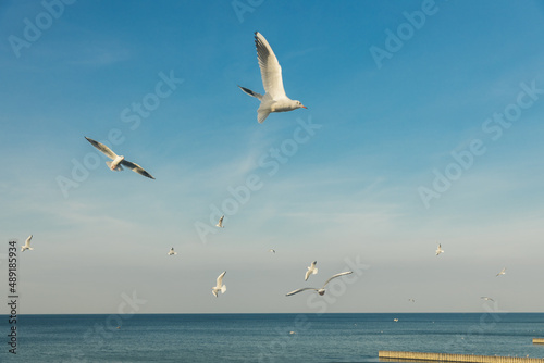 Seagulls flying high in the wind against the blue sky and white clouds  a flock of white birds.