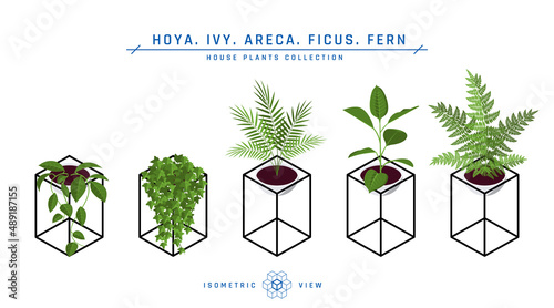 Isometric pot plants icons in flat style, vector