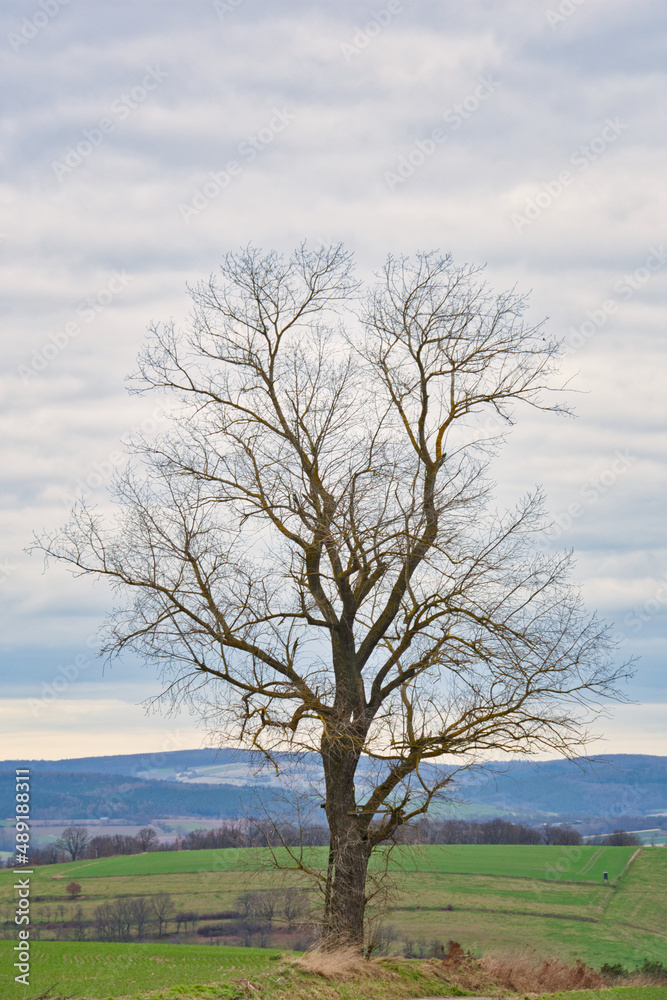 Baum, Winter, Himmel