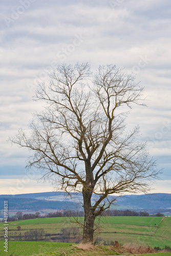 Baum  Winter  Himmel