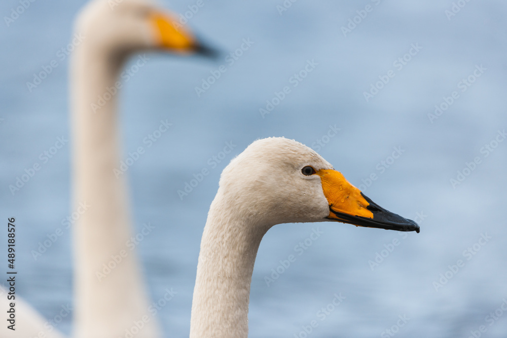 Obraz premium Portrait of large white mute swan