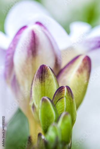 white freesia