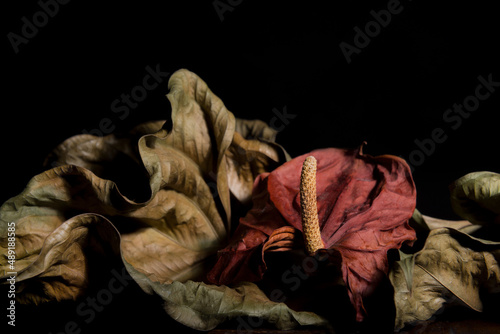 anthurium with leaves dried