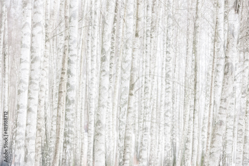 фотографія Forest of birch trees in a row