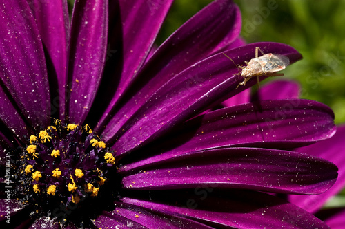 purple Dimorphotheca