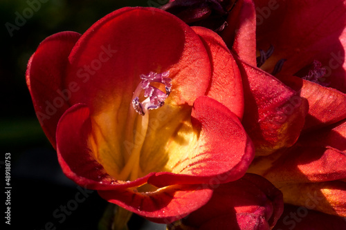red freesia