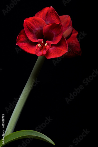 red Amaryllis