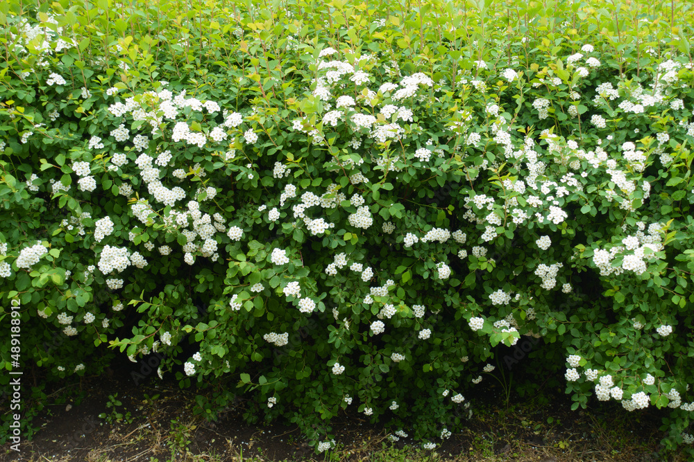 Background - flowering bush of Spiraea vanhouttei in May