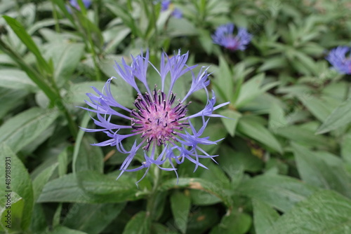 Close shot of blue flower of Centaurea montana in mid May