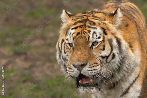 Siberian tiger or amur tiger  Panthera tigris tigris  closeup portrait.