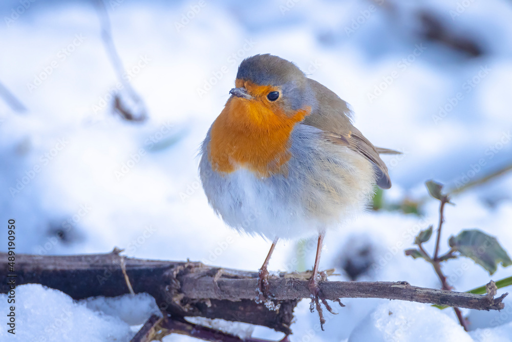 European robin bird Erithacus rubecula foraging in snow during Winter season European robin bird Erithacus rubecula foraging in snow during Winter season