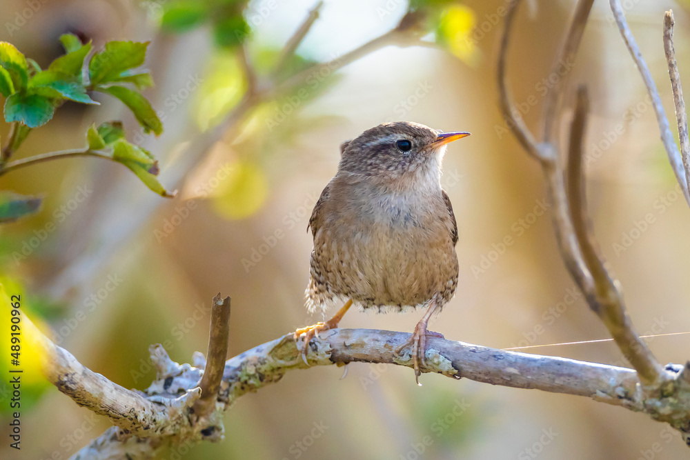 Fototapeta premium Eurasian Wren bird, Troglodytes troglodytes, display, singing and mating during Springtime