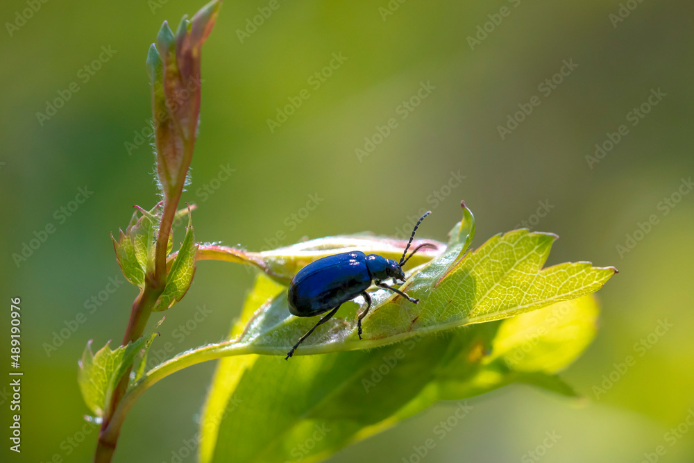 Closeup of a small alder leaf beetle, agelastica alni, insect climbing up on green grass and reeds Closeup of a small alder leaf beetle, agelastica alni, insect climbing up on green grass and reeds