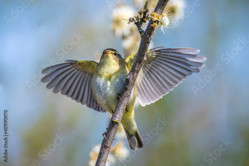 Photo Willow warbler bird, Phylloscopus trochilus, perched.