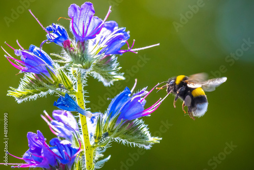 Tableau sur toile Buff-tailed bumblebee or large earth bumblebee, Bombus terrestris, pollination o