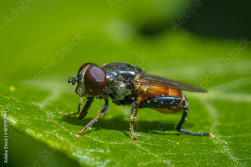 Tropidia scita hoverfly resting on a green leaf