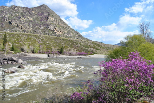 The flowering of the maralnik.  Rhododendron Ledebura. Spring. Altai cherry blossoms. Flowers. photo