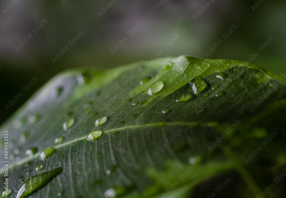 water drops on leaf water drops on leaf