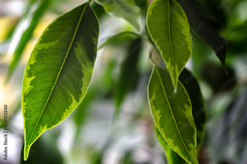 green leaves macro